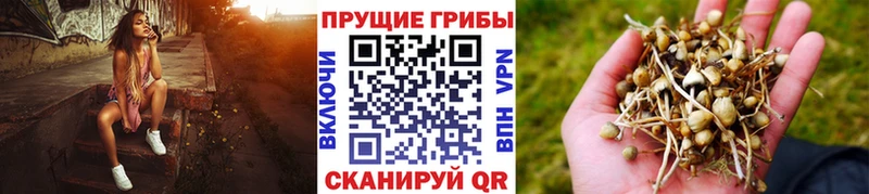 Галлюциногенные грибы Cubensis  Купить  Туймазы 
